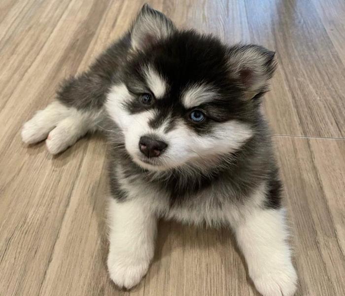 Hình ảnh chó cảnh cute