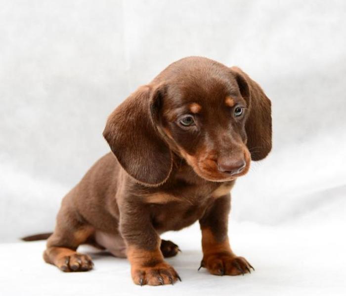 Hình ảnh chó cảnh cute