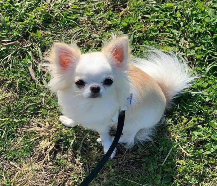 Hình ảnh chó cảnh cute