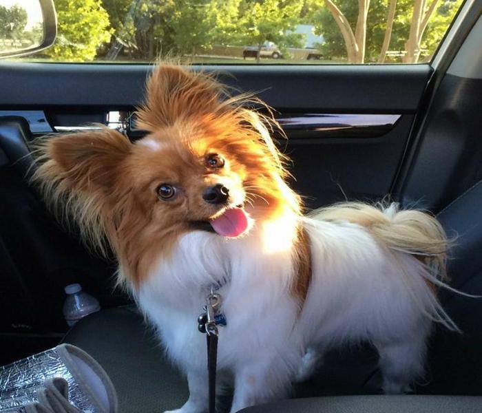 Hình ảnh chó Chihuahua cười