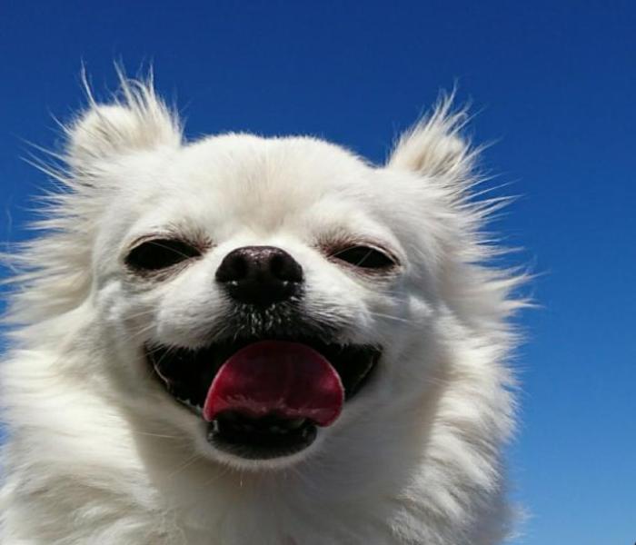 Hình ảnh chó Chihuahua cười