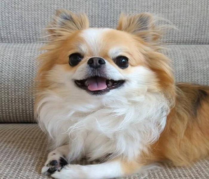 Hình ảnh chó Chihuahua cười