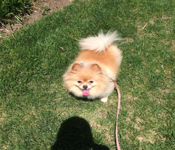 Hình ảnh chó Chihuahua cười