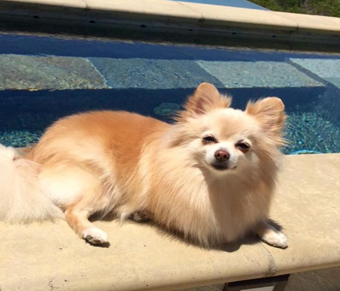 Hình ảnh chó Chihuahua cười