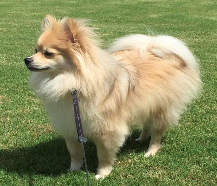 Hình ảnh chó Chihuahua đẹp