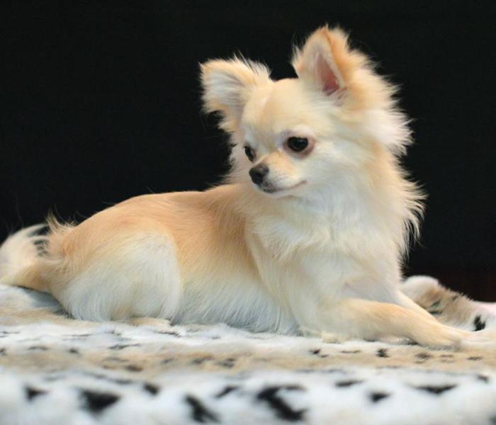 Hình ảnh chó Chihuahua đẹp