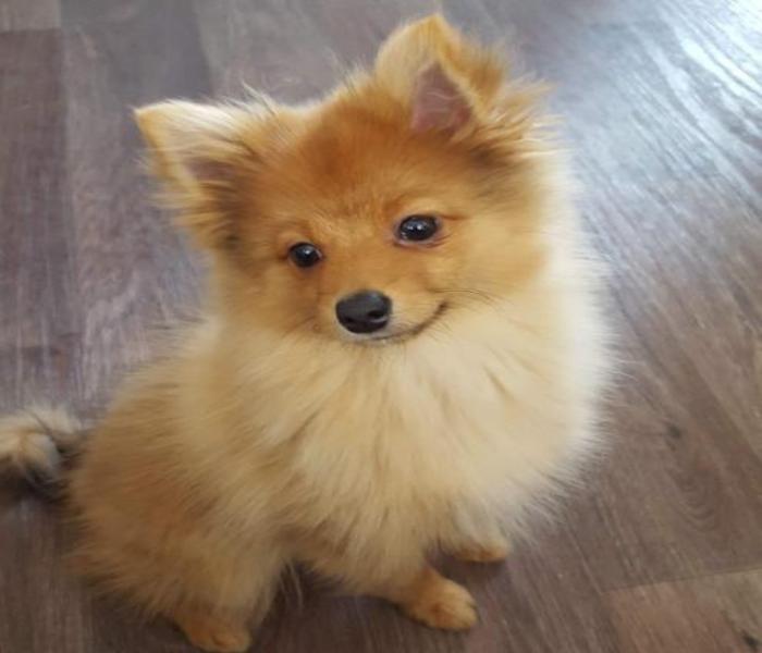 Hình ảnh chó Chihuahua đẹp