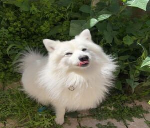 Hình ảnh chó Chihuahua đẹp