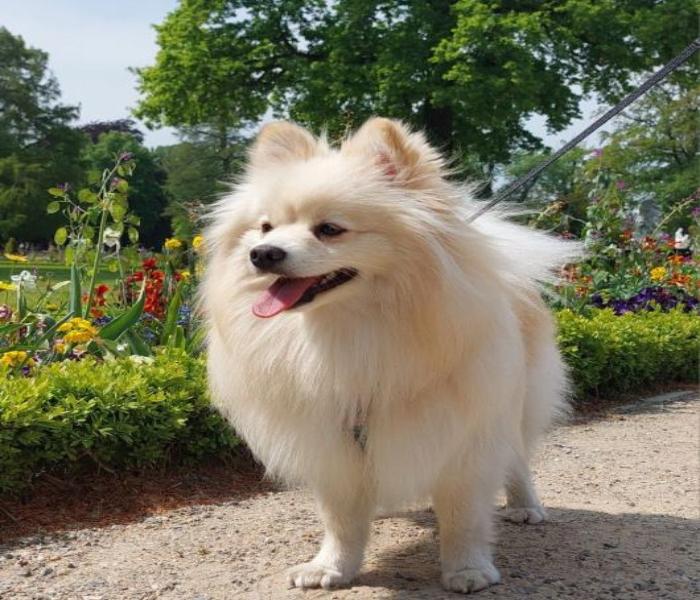 Hình ảnh chó Chihuahua đẹp
