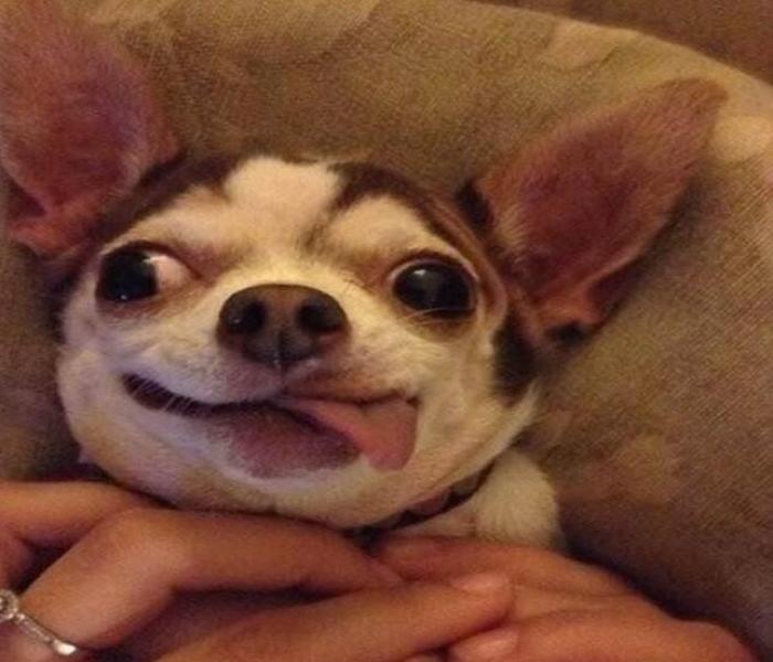 Hình ảnh chó Chihuahua meme