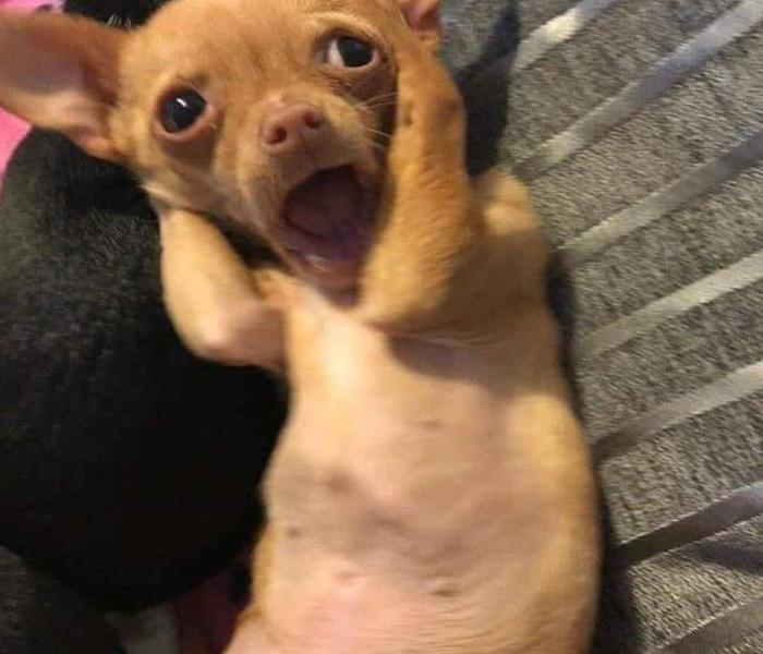 Hình ảnh chó Chihuahua meme