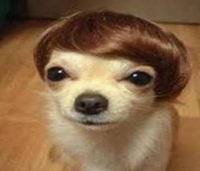 Hình ảnh chó Chihuahua meme