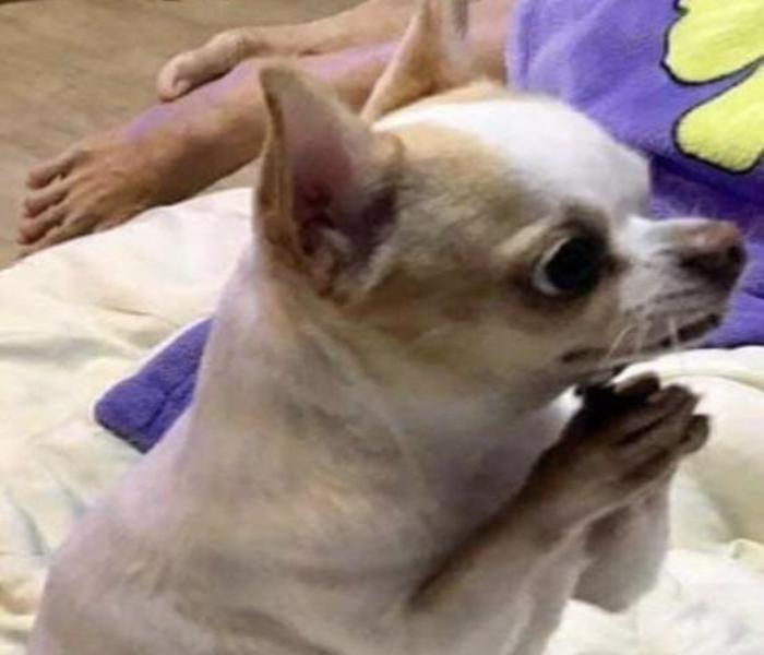 Hình ảnh chó Chihuahua meme