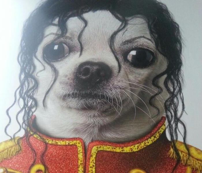 Hình ảnh chó Chihuahua meme
