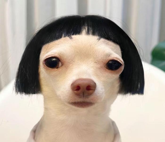 Hình ảnh chó Chihuahua meme