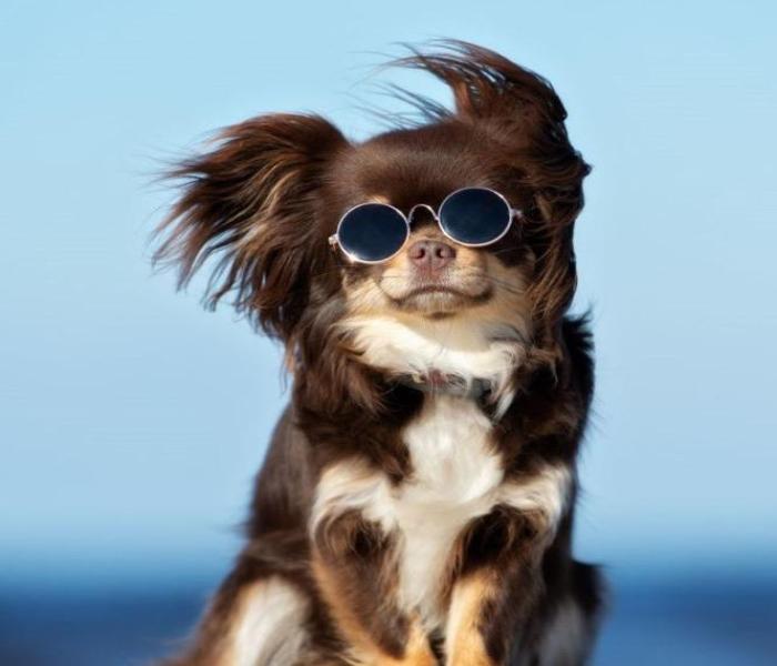 Hình ảnh chó Chihuahua ngầu