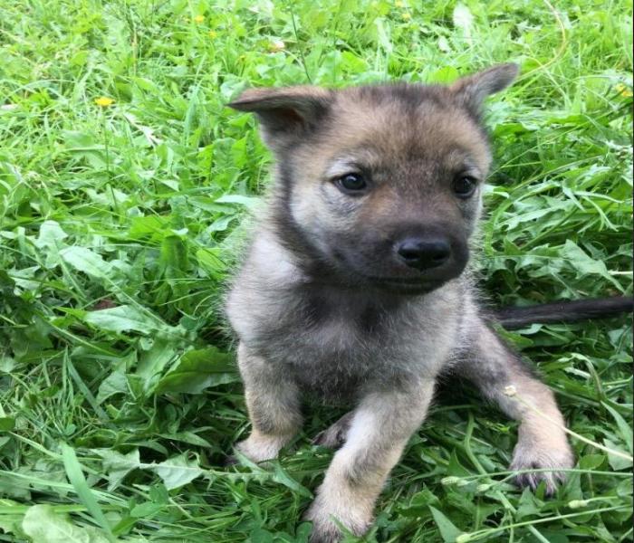 Hình ảnh chó cỏ con cute