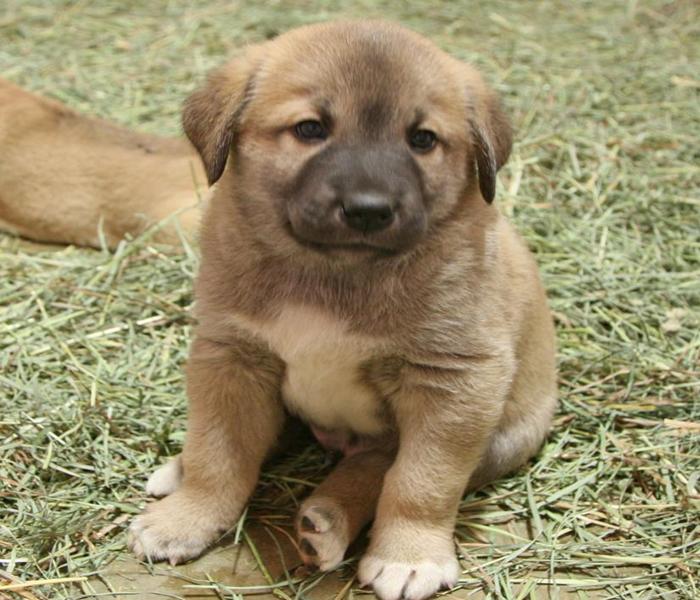 Hình ảnh chó cỏ con cute