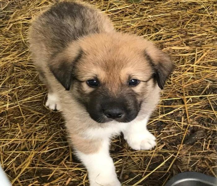 Hình ảnh chó cỏ con cute