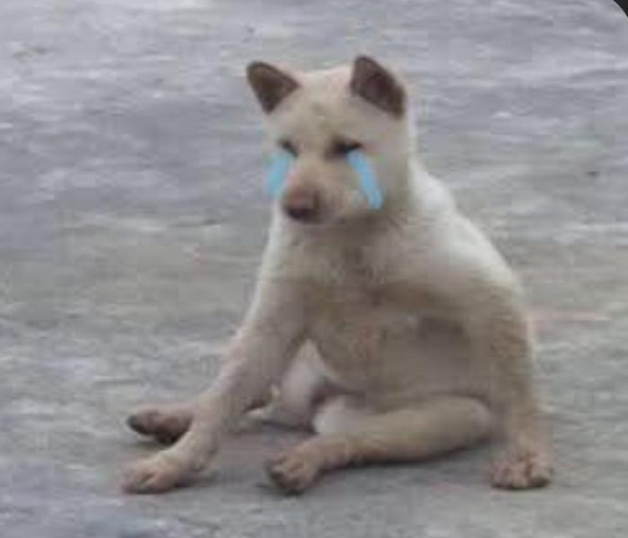 Hình ảnh chó cỏ meme