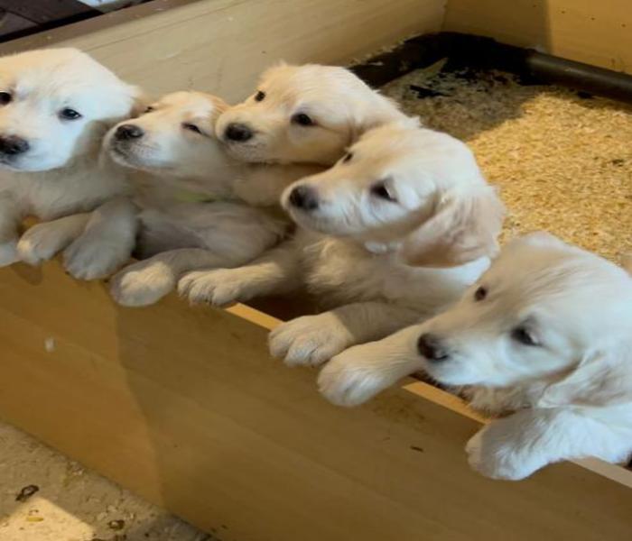 Hình ảnh chó con mới đẻ cute