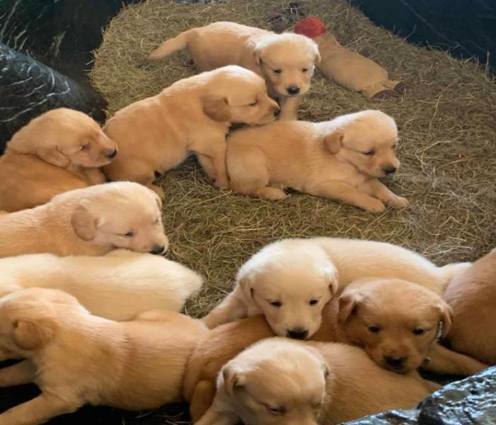 Hình ảnh chó con mới đẻ cute