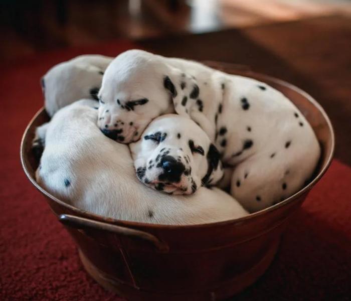 Hình ảnh chó con mới đẻ cute