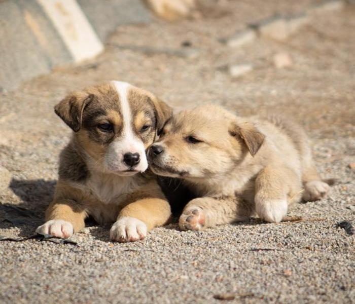 Hình ảnh chó con mới đẻ cute