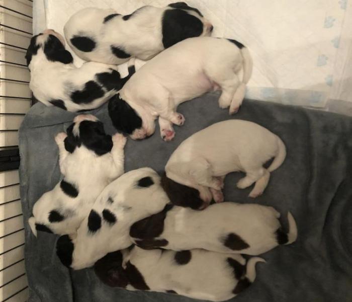 Hình ảnh chó con mới đẻ cute