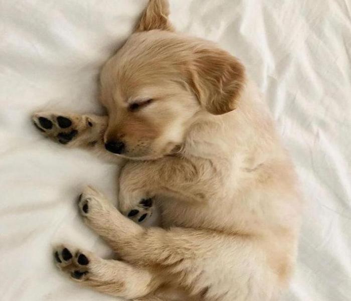Hình ảnh chó con mới đẻ cute