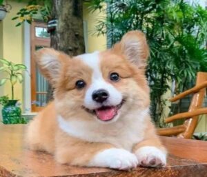 Hình ảnh chó corgi cute