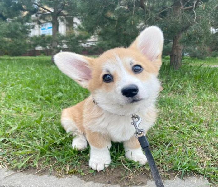 Hình ảnh chó corgi