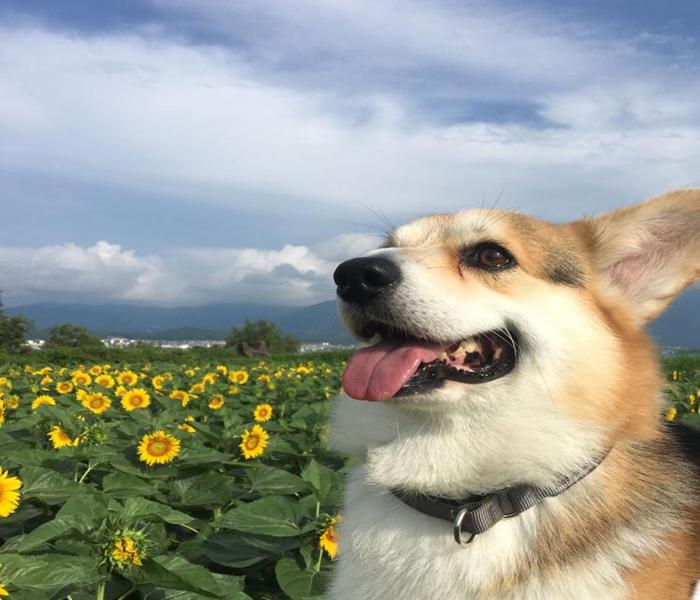 Hình ảnh chó corgi cute