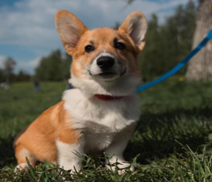 Hình ảnh chó corgi cute