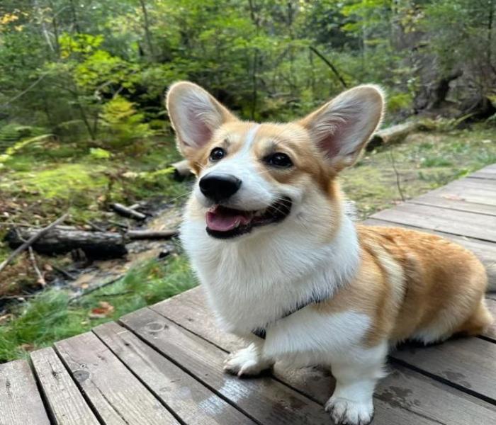 Hình ảnh chó corgi cute
