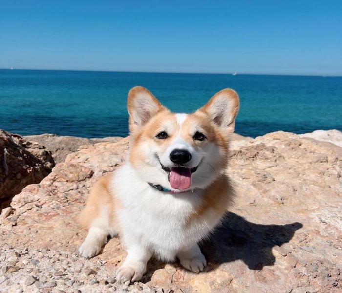 Hình ảnh chó corgi cute