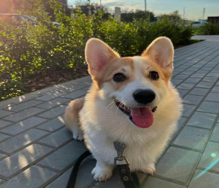 Hình ảnh chó corgi