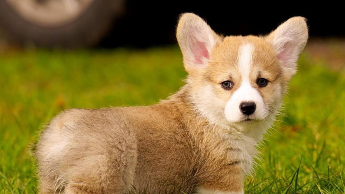 Hình nền máy tính ảnh chó cute 