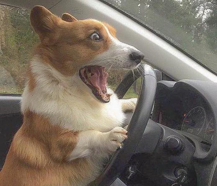 Ảnh chó Corgi meme