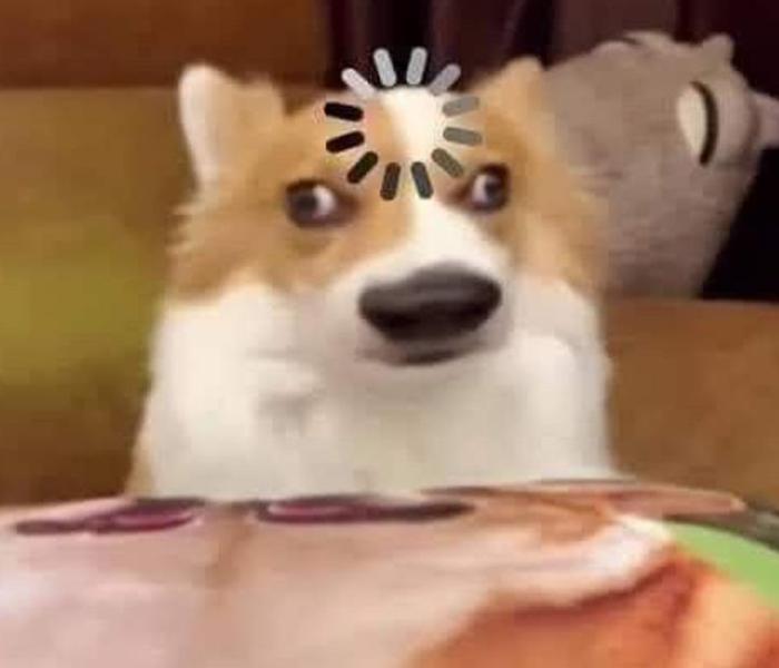 Ảnh chó Corgi meme