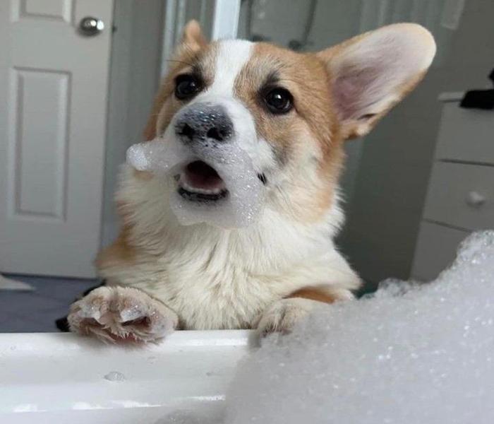 Ảnh chó Corgi meme