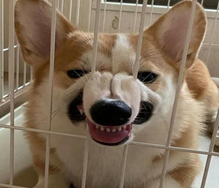 Ảnh chó Corgi meme