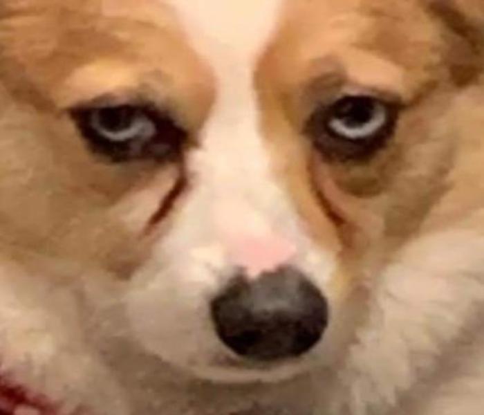 Ảnh chó Corgi meme