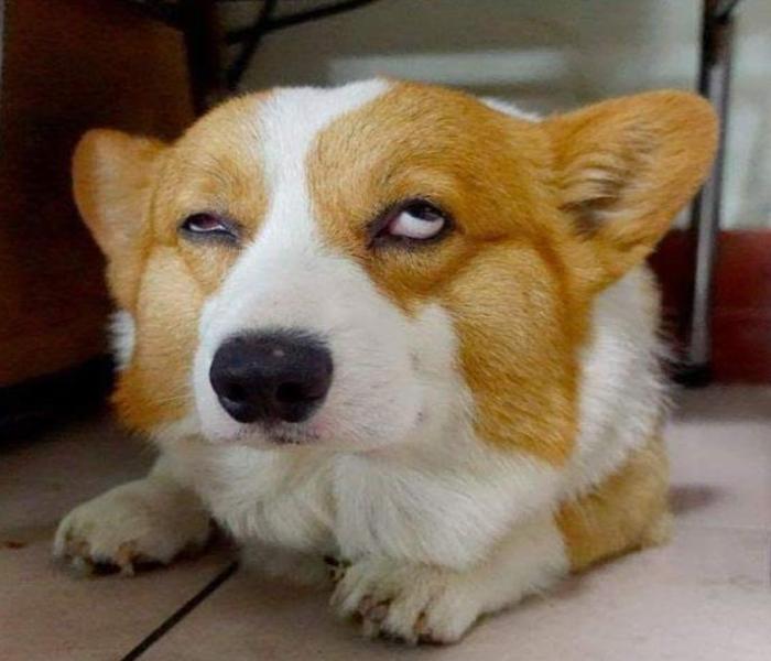 Ảnh chó Corgi meme