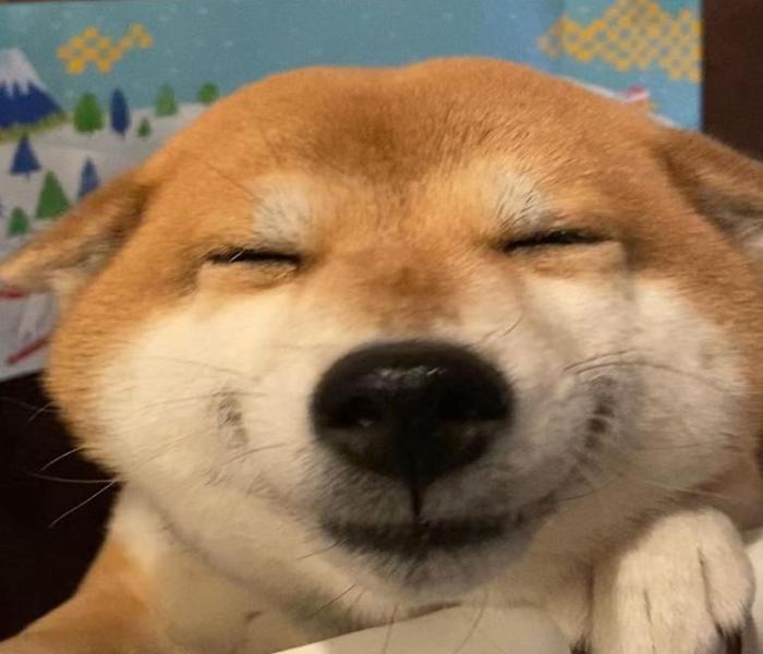 Hình ảnh chó mắc cười