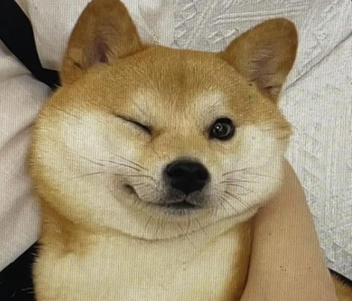 Top +97 Ảnh Chó Cười Hài Hước Meme, Ảnh Chó Buồn Cười Mắc Cười Xỉu