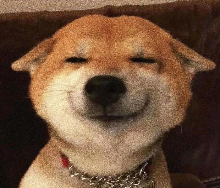 Hình ảnh chó mắc cười