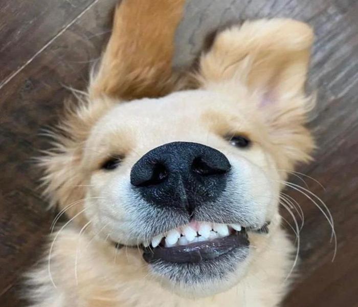 Hình ảnh chó cười nhe răng