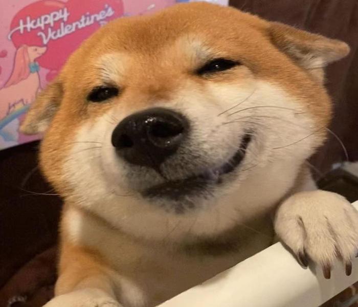 Hình ảnh con chó cười