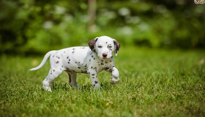 Hình ảnh chó đen trắng cute